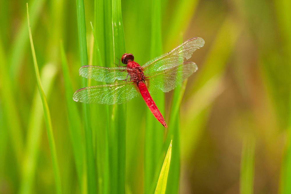 Chiang Mai- Thailand. Red Dragonfly- Orthetrum testaceum- also known as Scarlet Skimmer. art print by Tom Haseltine for $57.95 CAD